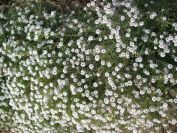 2009-01-01-023-Alyssum