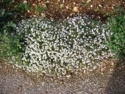 2009-01-01-024-Alyssum