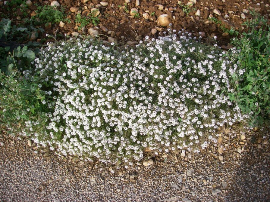 2009-01-01-024-Alyssum