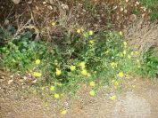 2009-01-01-025-Daisy