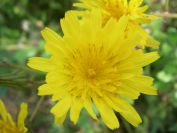 2009-01-01-026-Daisy