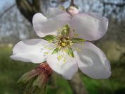 2009-01-01-027-Almond