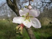2009-01-01-028-Almond