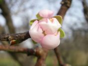 2009-01-01-029-Almond