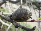 2009-01-01-030-Almond