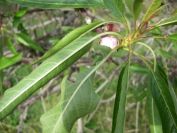 2009-01-01-031-Almond