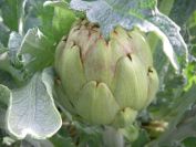 2009-01-01-032-Artichoke