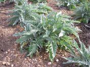 2009-01-01-033-Artichoke