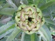 2009-01-01-034-Artichoke