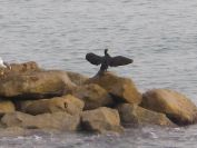 2009-01-01-047-Cormorant