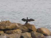 2009-01-01-048-Cormorant
