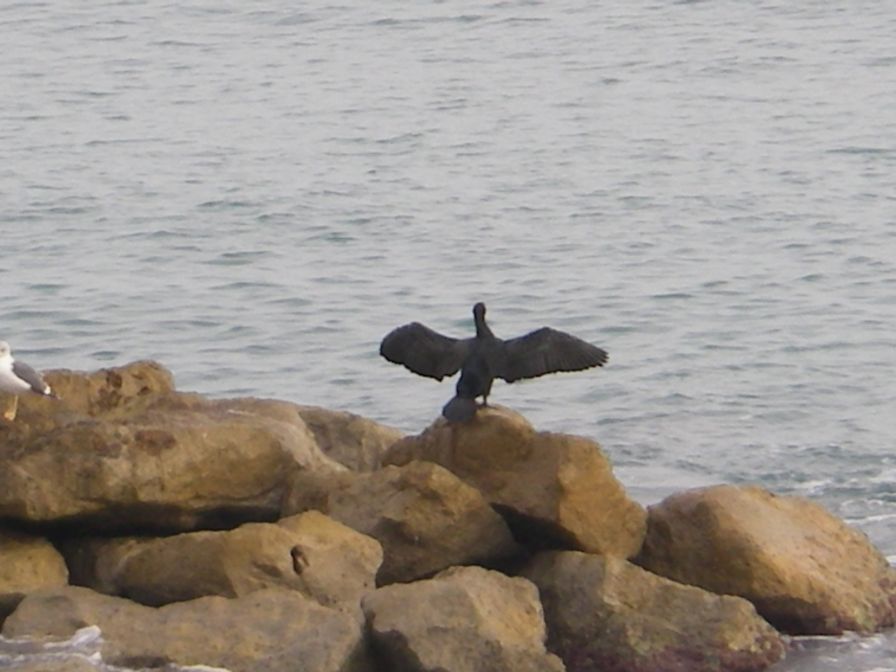 2009-01-01-048-Cormorant