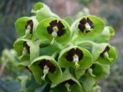 2009-02-15-017-Euphorbia