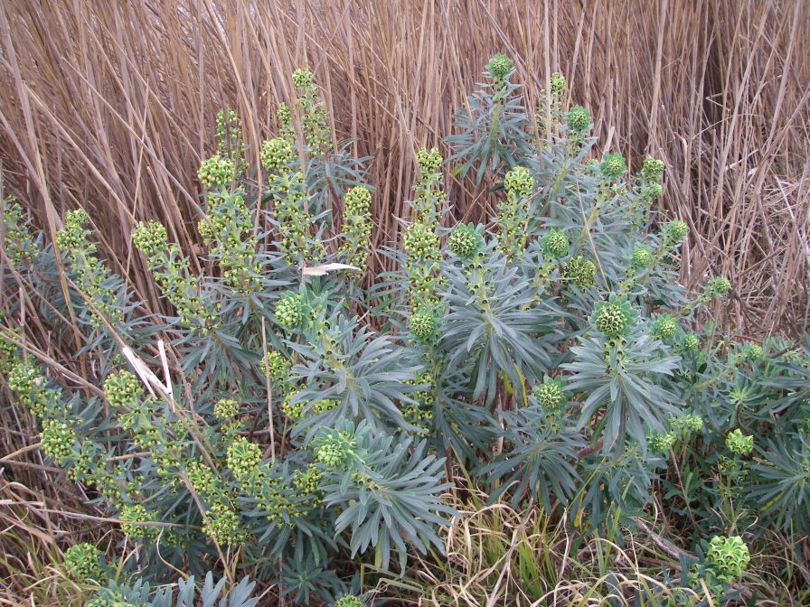 2009-02-15-019-Euphorbia