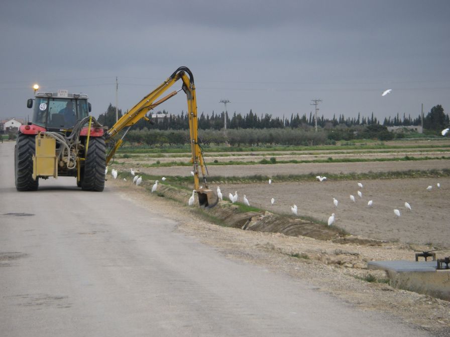 2009-02-16-003-Ditch-clearing-and-Egrets