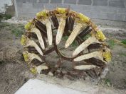 2009-02-16-008-Wheel-soultion-for-rice-paddies