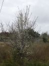 2009-02-16-019-Unknown-blossom