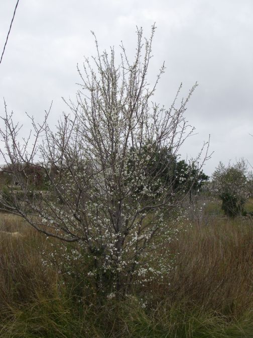 2009-02-16-019-Unknown-blossom