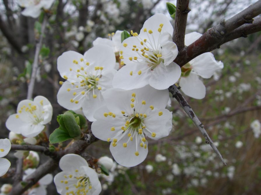 2009-02-16-023-Unknown-blossom