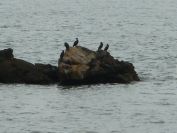 2009-02-16-035-Cormorants