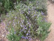 2009-02-16-043-Globularia