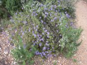 2009-02-16-044-Globularia