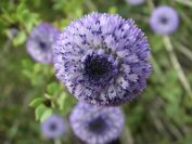 2009-02-16-045-Globularia