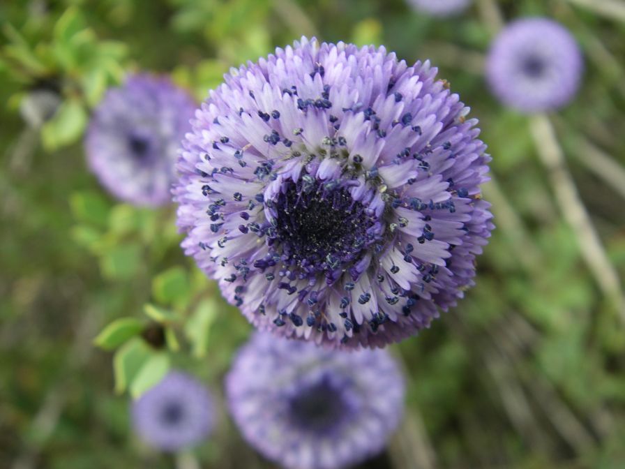 2009-02-16-045-Globularia