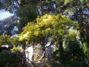 2009-02-17-004-Mimosa