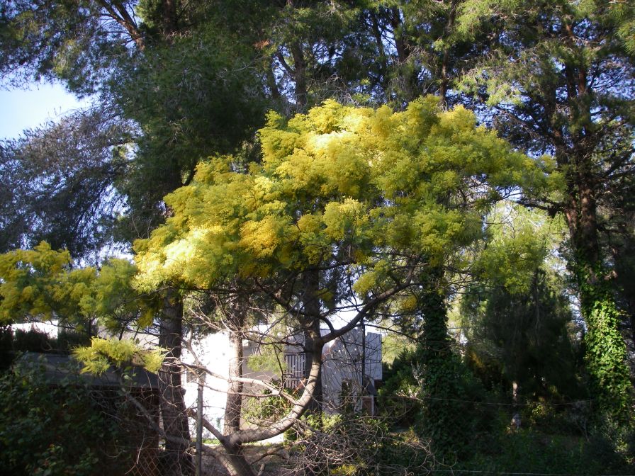 2009-02-17-004-Mimosa