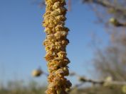 2009-02-19-008-Hazel-Nut-Orchard