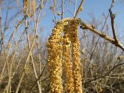 2009-02-19-009-Hazel-Nut-Orchard