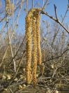 2009-02-19-010-Hazel-Nut-Orchard