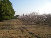 2009-02-19-011-Almond-Grove