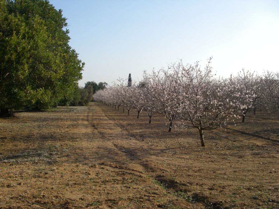 2009-02-19-011-Almond-Grove