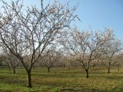 2009-02-19-012-Almond-Grove
