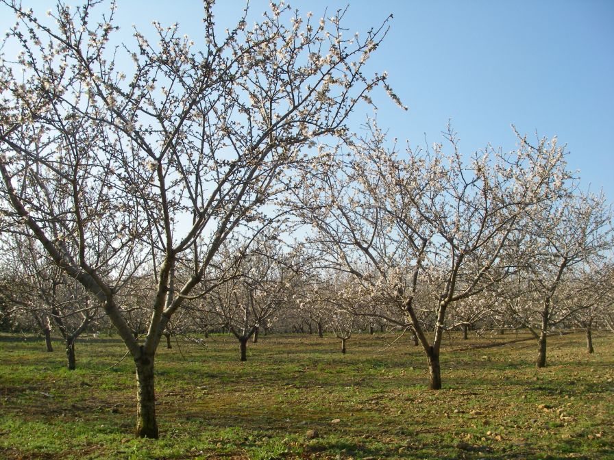 2009-02-19-012-Almond-Grove