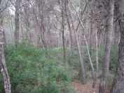 2009-02-20-014-Our-Path