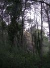 2009-02-20-017-Vines-in-the-Forrest