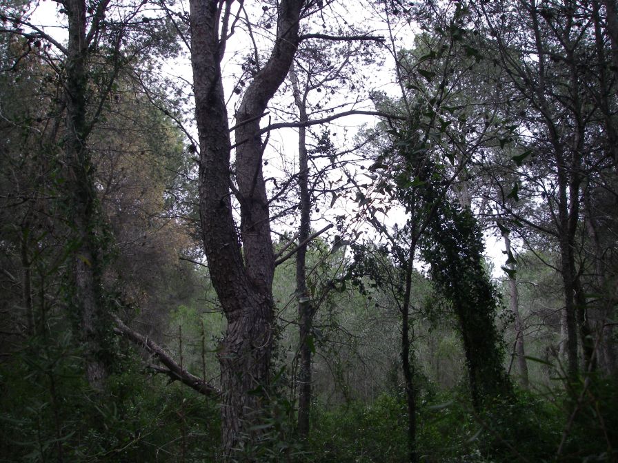 2009-02-20-018-Vines-in-the-Forrest