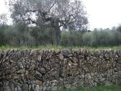 2009-02-20-020-Wall-and-Olives
