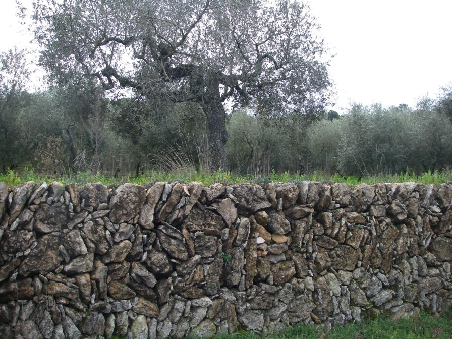 2009-02-20-020-Wall-and-Olives
