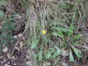2009-02-20-021-Narcisus