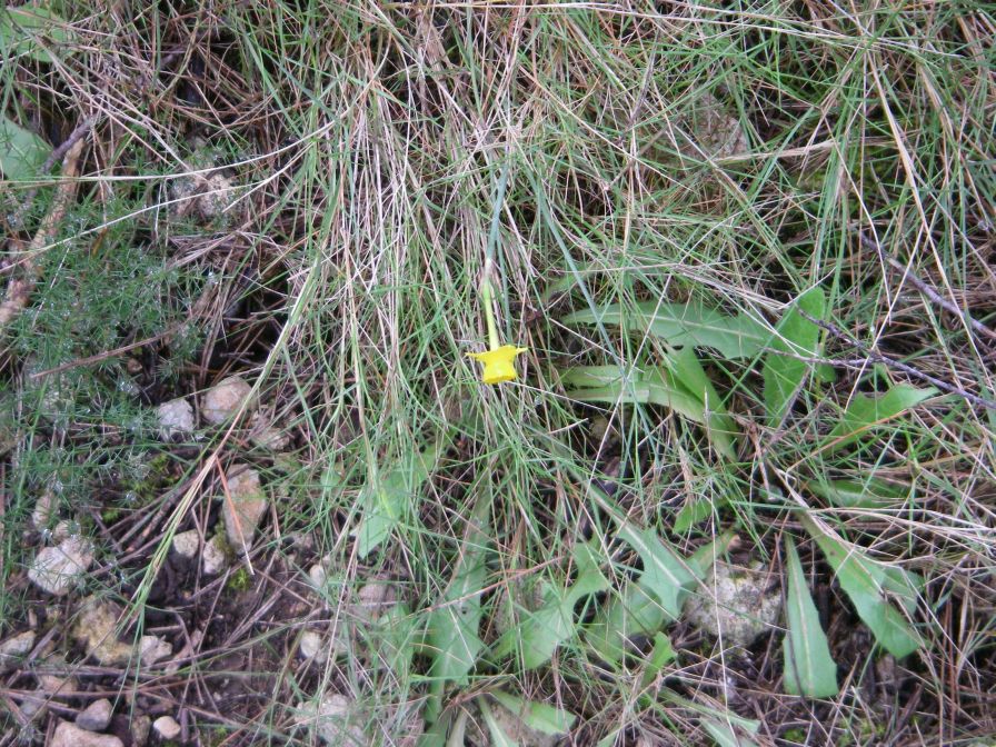 2009-02-20-021-Narcisus