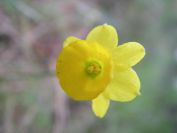 2009-02-20-022-Narcisus