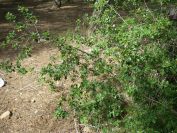 2009-02-20-026-Unknown-Plant