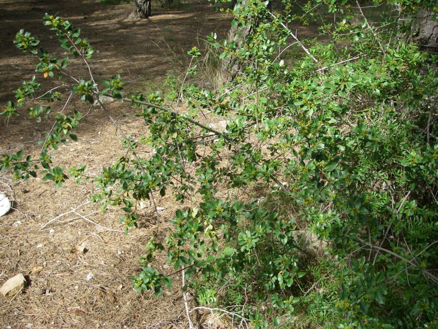 2009-02-20-026-Unknown-Plant