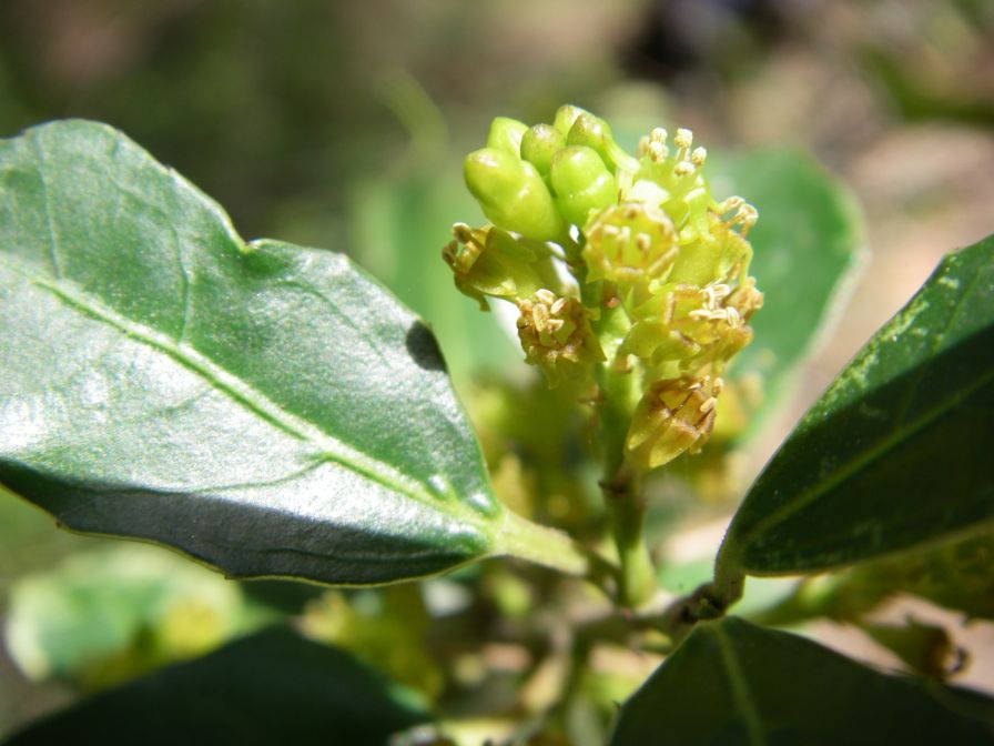 2009-02-20-027-Unknown-Plant