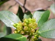 2009-02-20-028-Unknown-Plant