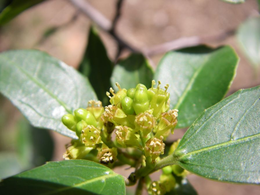2009-02-20-028-Unknown-Plant